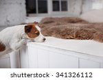 Dog Jack Russell Terrier On A...