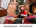 Dog Nova Scotia Duck Tolling Retriever holiday, Christmas and New Year