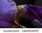 Purple And Yellow Bearded Iris...