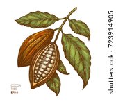 cocoa beans illustration.... | Shutterstock .eps vector #723914905