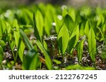 Small photo of Young wild garlic leaves in the spring forest close-up. Young sprouts of Allium ursinum, known as wild garlic, ramsons, buckrams, bear leek or bear's garlic. Wild edible plant in natural environment.