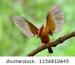 Bird perched on a high branch image - Free stock photo - Public Domain ...