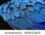 An amazing blue background of puffy bird feathers, the fascinated Yellow and Blue macaw bird's wing texture