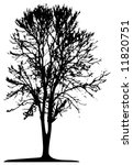 tree  vector  | Shutterstock .eps vector #11820751