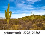 Saguaro cactues growing along Cactus Forest Trail in Saguaro National Park (East), Tucson Arizona.