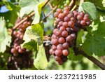 Common grape vine (Vitis vinifera), Rhine Valley, Germany