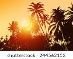 Tropical Background With Palm...