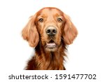 Small photo of Portrait of an adorable irish setter looking curiously at the camera