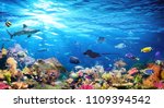 Underwater Scene With Coral...