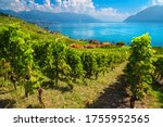 Amazing Vine Rows With Lake...