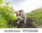 Purebred Dog Digging A Hole...