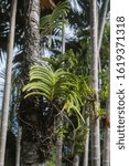 Small photo of Tropical orchids growing on tree tunk provide a lush green display of foliage