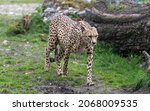 Small photo of cheetah in the Masai Mara to foray