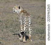 Small photo of cheetah in the Masai Mara to foray