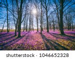 Sunny Flowering Forest With A...