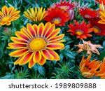 beautiful gazania treasure... | Shutterstock . vector #1989809888