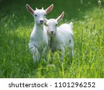Two Baby Goat Kids Stand In...