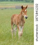 A Rare Breed Suffolk Punch Foal ...