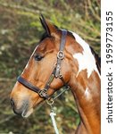 Small photo of A head shot of a beautiful skewbald horse in a leather headcollar.