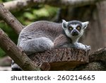 Portrait Of A Lemur At Closeup