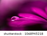 Pink Flower In The Water Drop