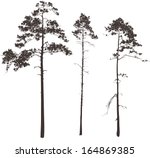 Silhouettes Of Three Tall Pines ...