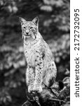 wild lynx in natural habitat | Shutterstock . vector #2172732095