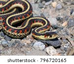 Common Garter Snake  ...