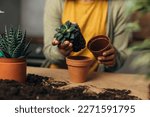 Small photo of Closeup view of hands placing a pant into a flowerpot