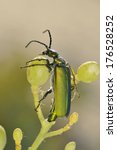 Small photo of Beetle outdoor (lytta vesicatoria)