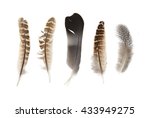 assorted color bird feathers... | Shutterstock . vector #433949275