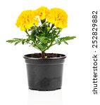 Marigold Flower In Pot On White ...