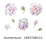 beautiful watercolor white... | Shutterstock . vector #1893768112