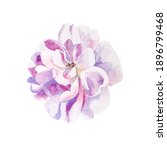 watercolor flower in soft... | Shutterstock . vector #1896799468
