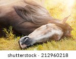 Sleeping Horse On Autumn Grass...