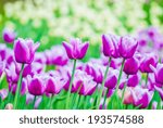 a lot of vivid violet tulips, spring, outdoors