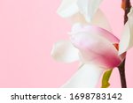 beautiful white magnolia... | Shutterstock . vector #1698783142