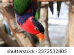 Small photo of a photography of a colorful bird with a bright red beak, brightly colored bird with orange beak and black body and orange beak.