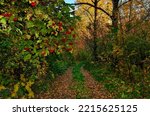 Walk along a shady road in colorful autumn forest. Birch trees foliage is golden in sun rays, red viburnum berries hang over road. Forest is pierced by golden sunlight. Idyllic fall landscape