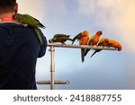 Small photo of The beauty of macaws The breeder brought it to show and brought it to fly on a sunny day.