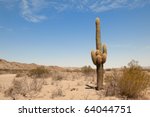 Cactus In A Desert Landscape ...