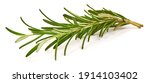 Small photo of Twig of rosemary, isolated on white background.
