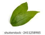 Green citrus leaves  isolated...