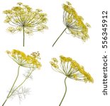 Flowering Dill. Isolated On...