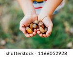 acorn in hand