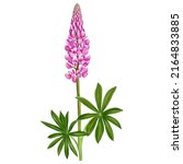 drawing pink flower of lupin ... | Shutterstock . vector #2164833885