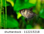 Black Tetra  Ternetzi  Fish ...