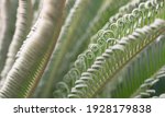 Young Leaves Of Cycad Plant ...
