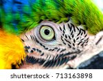 Amazing colors in nature. Beautiful eye wild parrot bird Great-Green Macaw close-up on nature background
