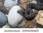 Small photo of Radde Armenian Mountain Adder. It is a venomous snake with a dense wide body and a flat and wide head. It mainly has a dark gray color with red-orange-yellow spots. Radde live in the south of Armenia